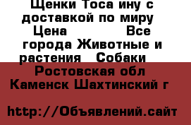 Щенки Тоса-ину с доставкой по миру › Цена ­ 68 000 - Все города Животные и растения » Собаки   . Ростовская обл.,Каменск-Шахтинский г.